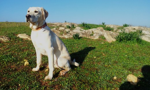 Una mañana de paseo por el campo